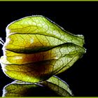 Physalis 02