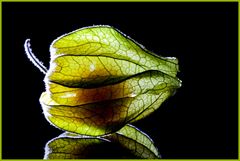 Physalis 02