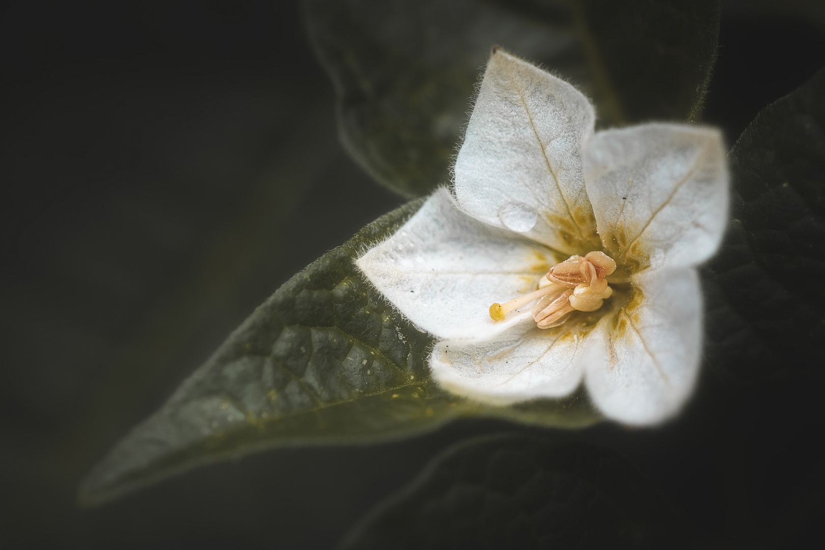 ... Physalis ...