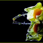 Physalis 03