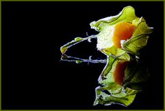 Physalis 03