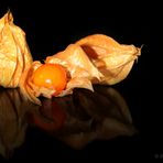 Physalis