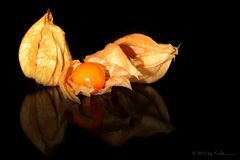 Physalis