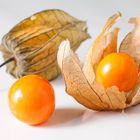 Physalis