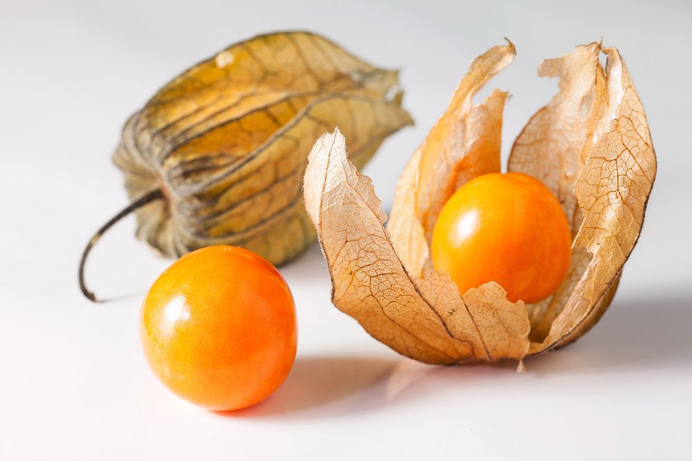 Physalis