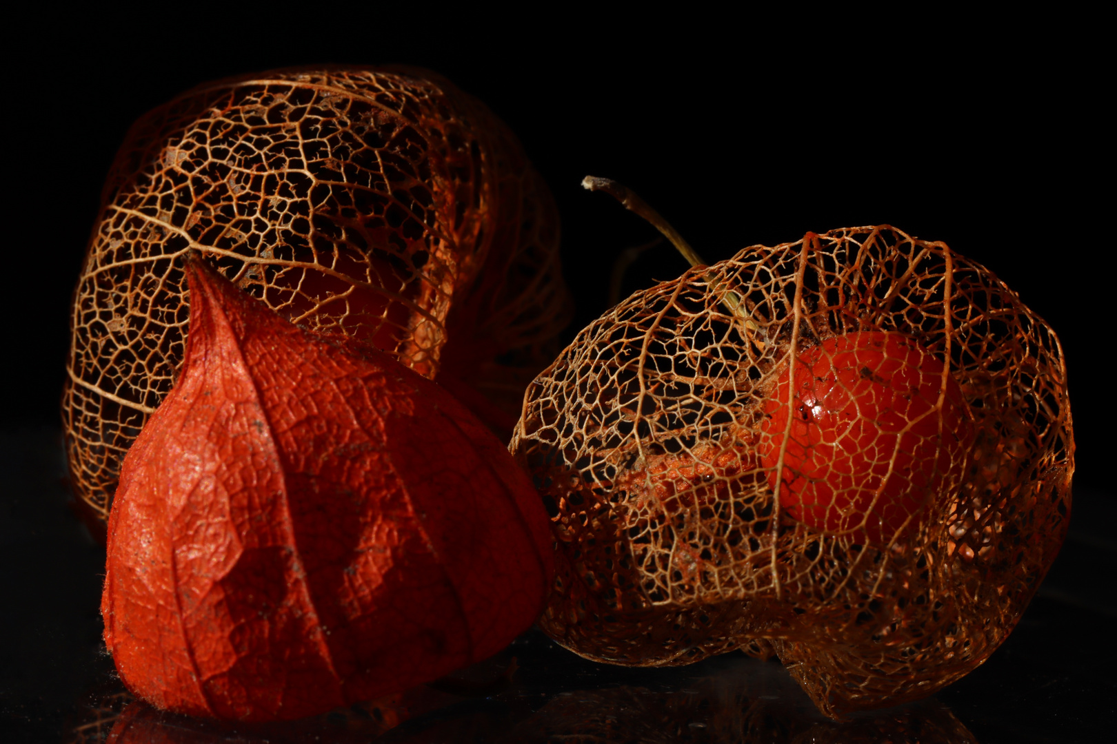 Physalis