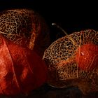 Physalis