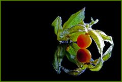 Physalis 06