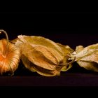 Physalis