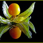 Physalis 07