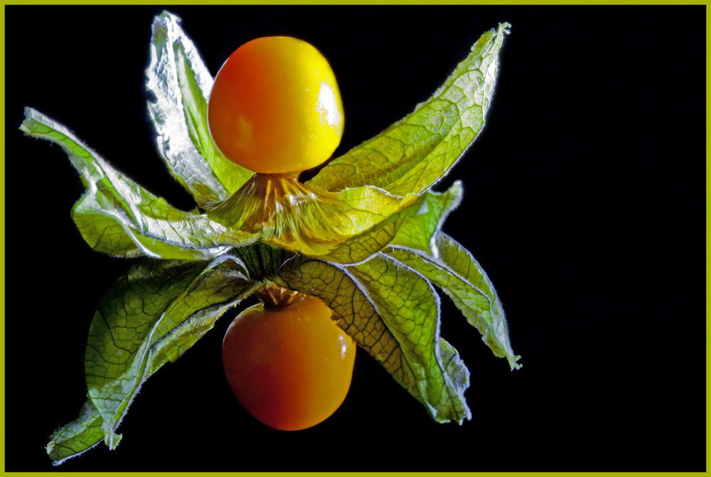 Physalis 07