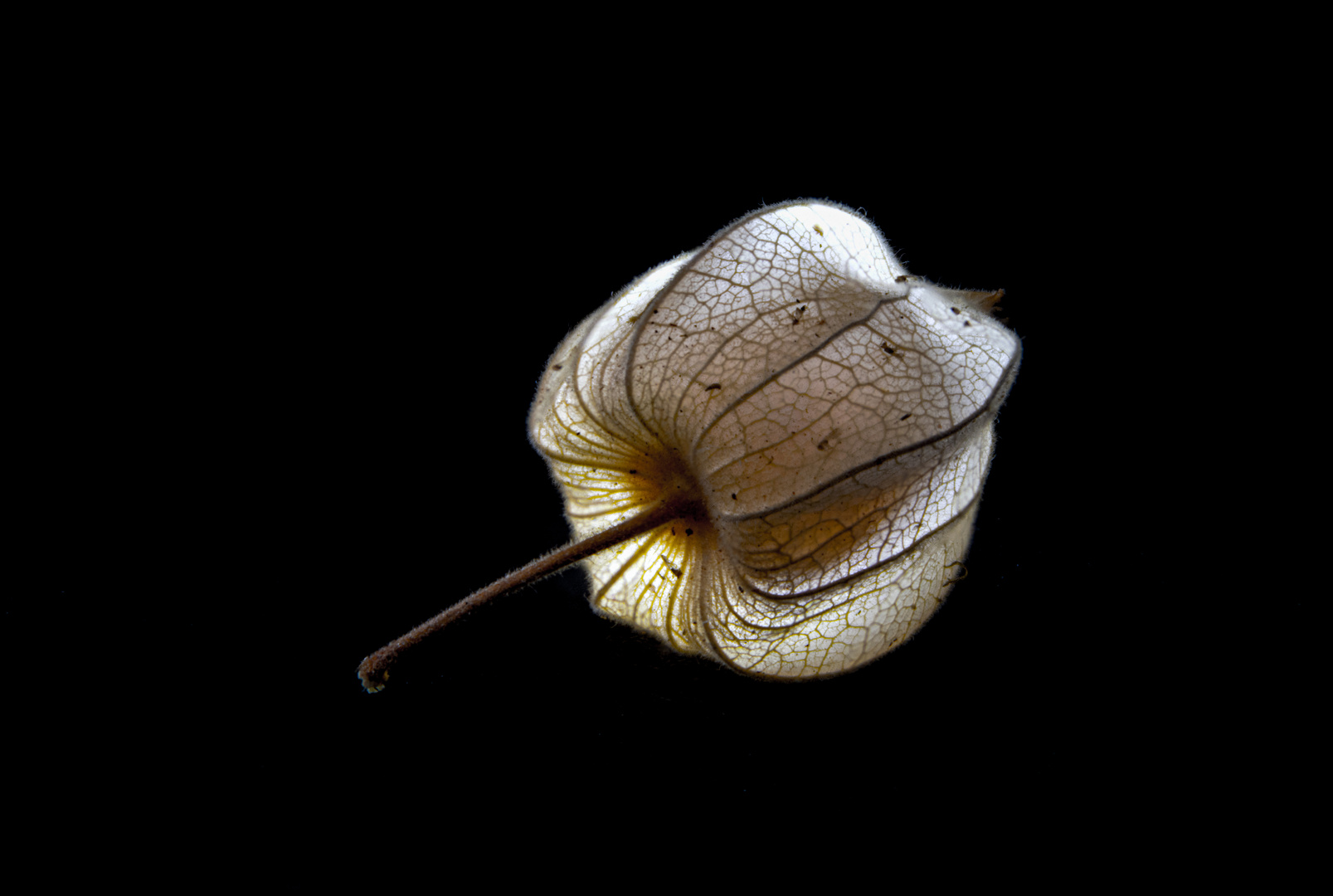 Physalis