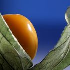 Physalis