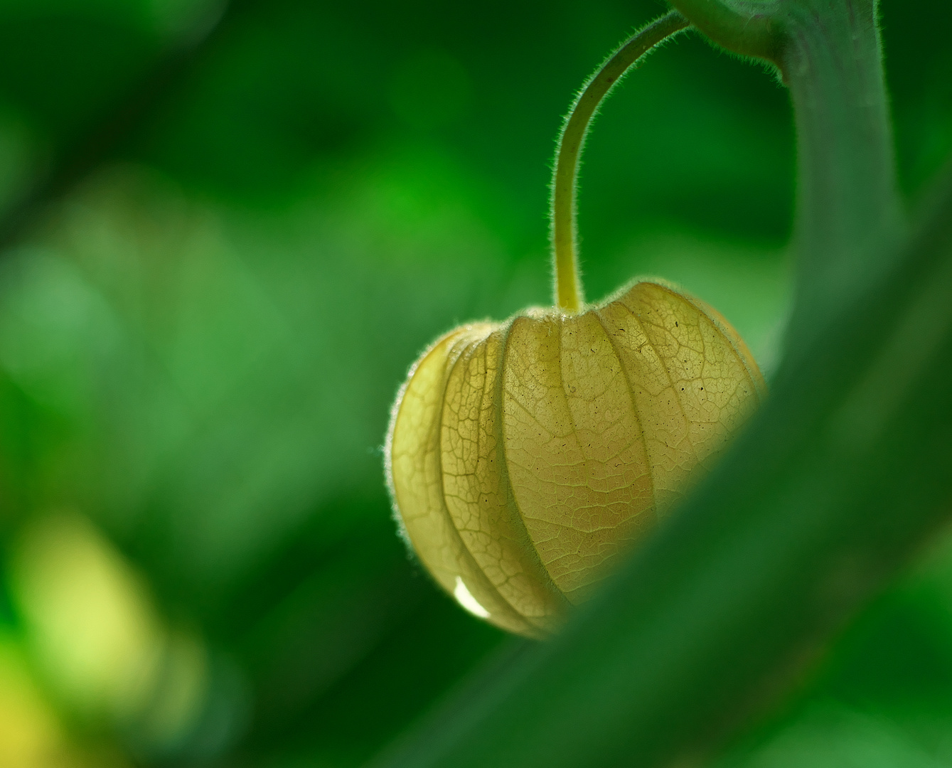 Physalis 