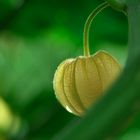 Physalis 