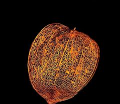 Physalis