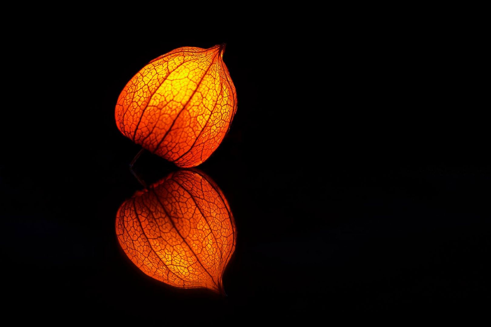 Physalis