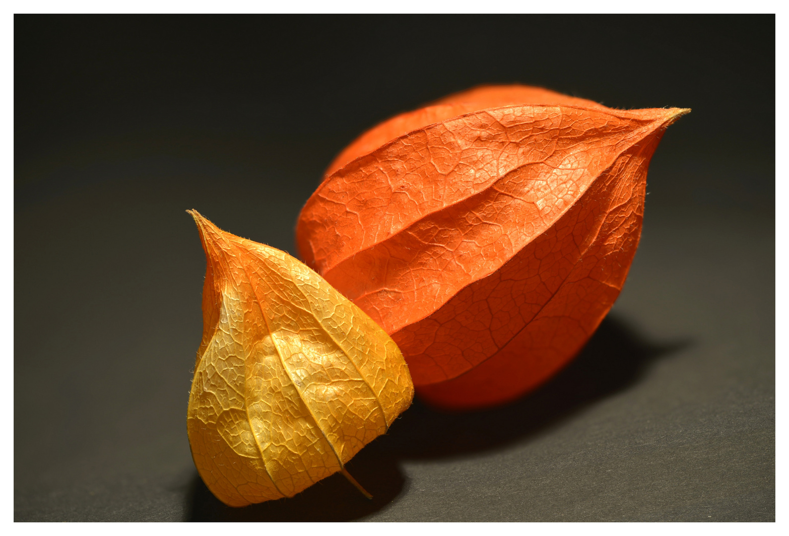 Physalis