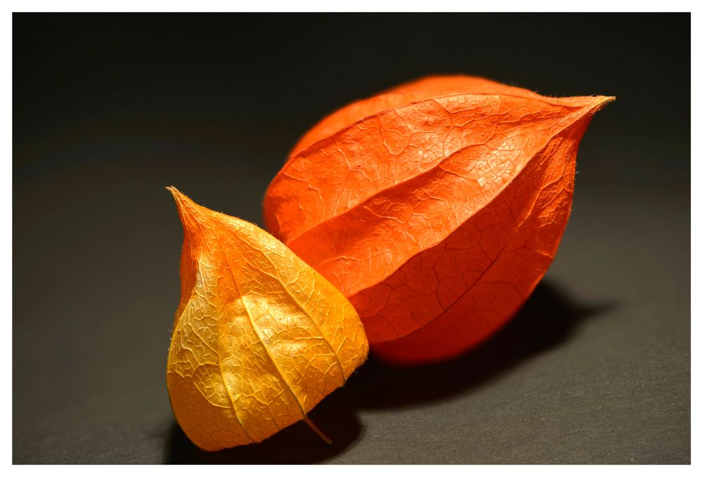 Physalis