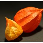 Physalis