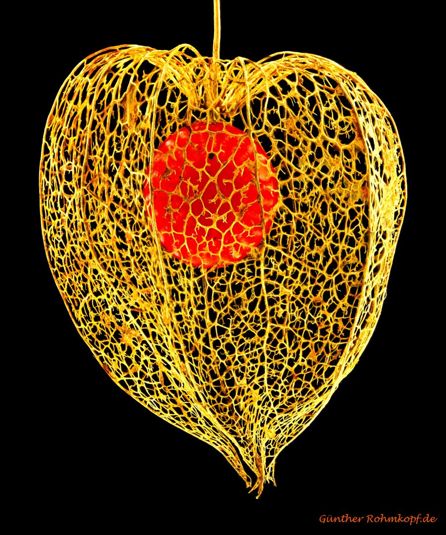 Physalis 