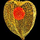 Physalis 