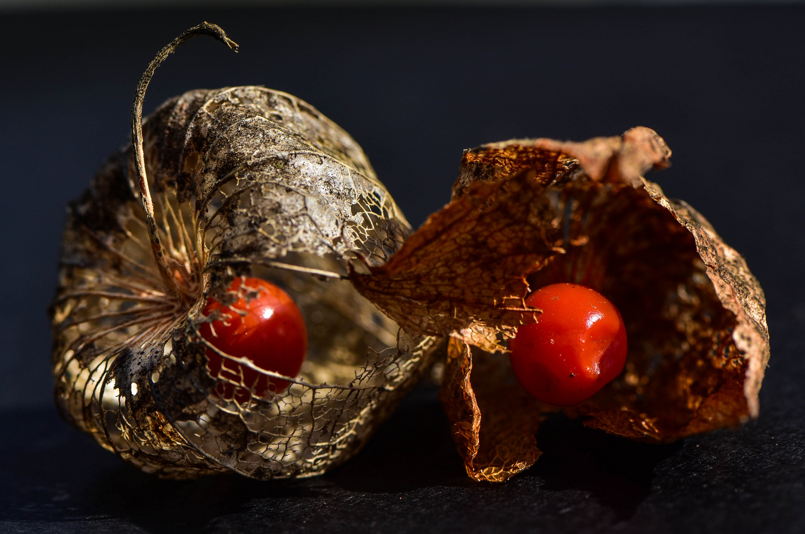 Physalis