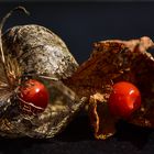 Physalis