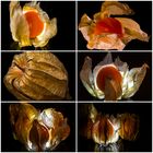 Physalis