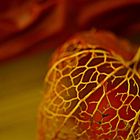 Physalis