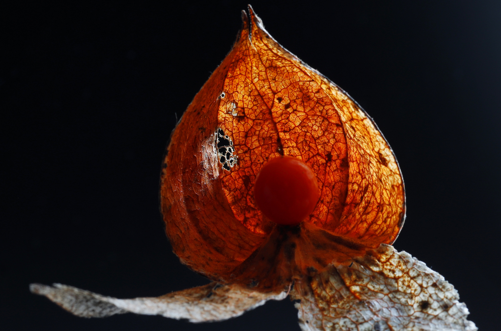 Physalis 