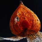 Physalis 