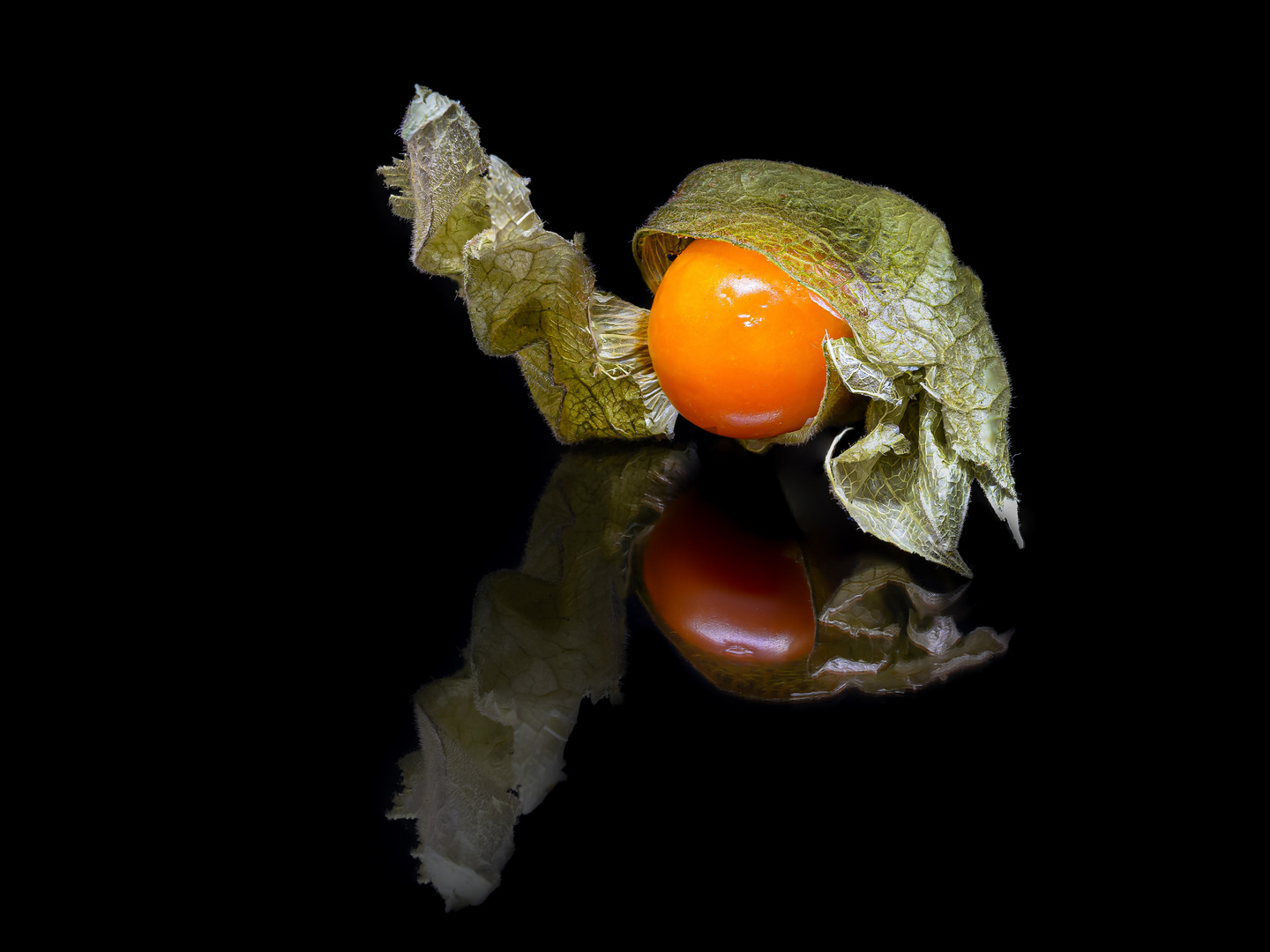 Physalis