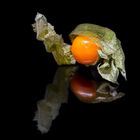 Physalis