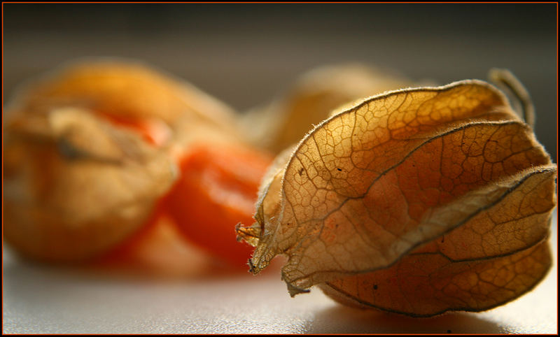 Physalis 1