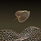 Physalis 1