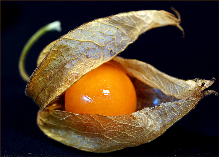 Physalis 1