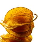 Physalis 1