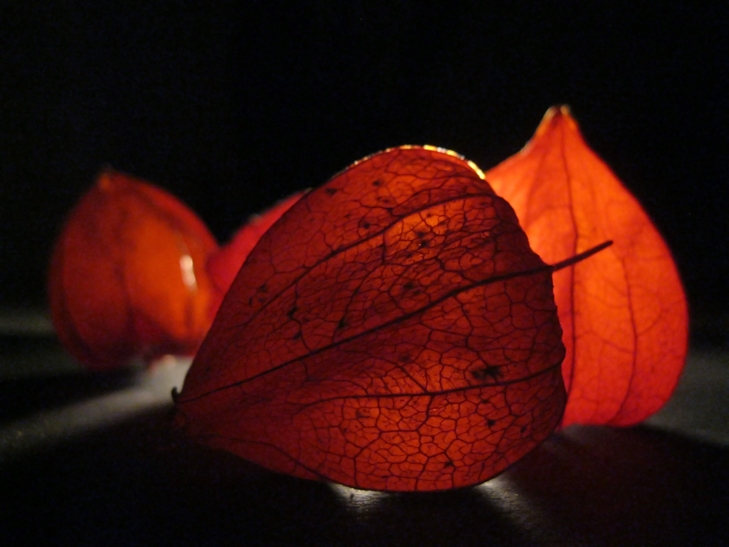 Physalis 1