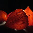 Physalis 1