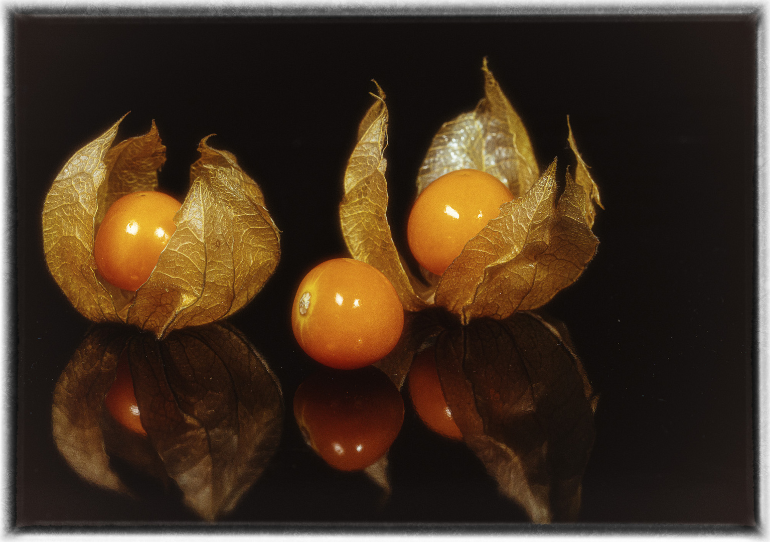 Physalis-1