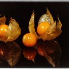 Physalis-1