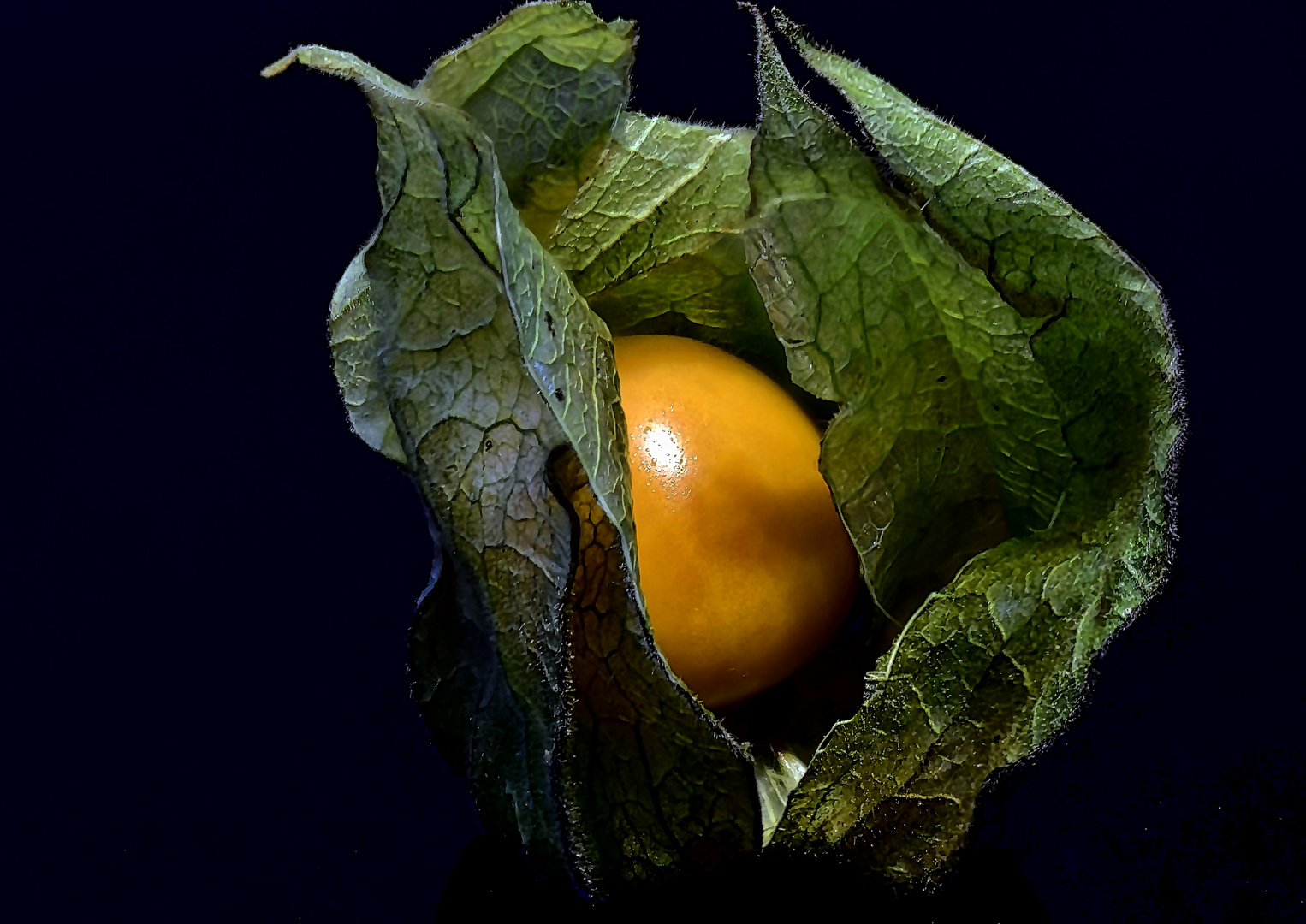 physalis 1