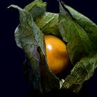 physalis 1