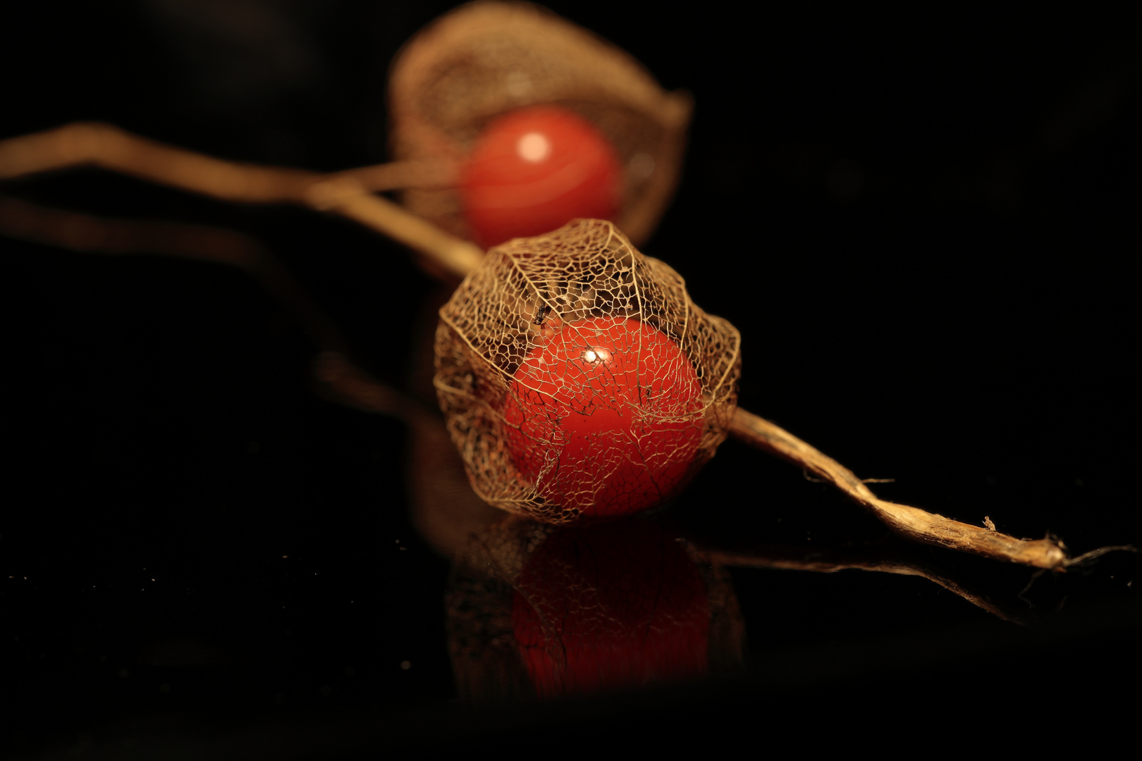 Physalis......