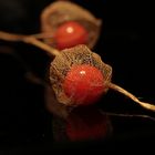 Physalis......