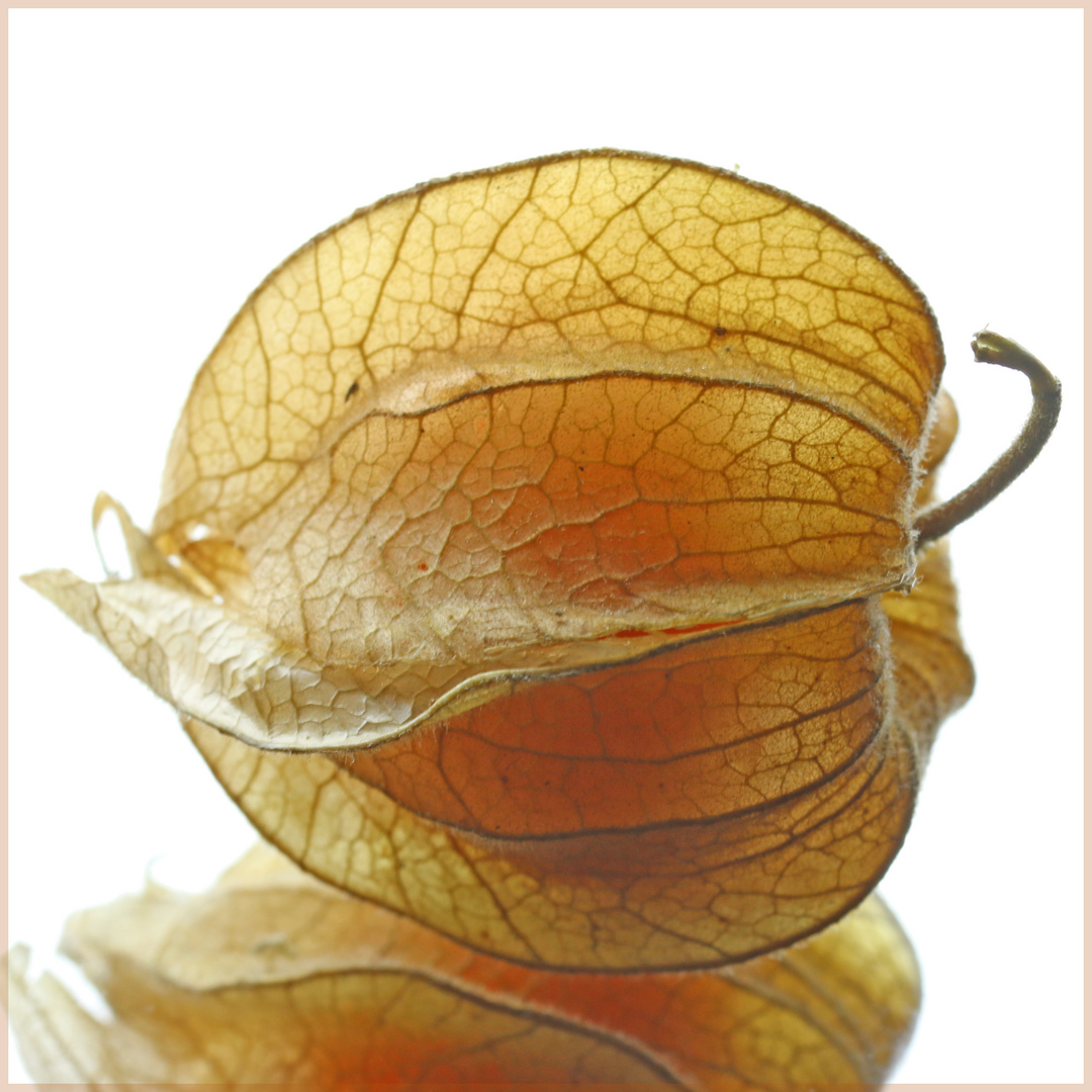 Physalis