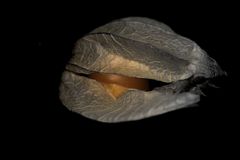 Physalis