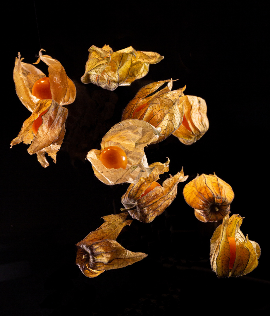 Physalis