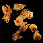 Physalis